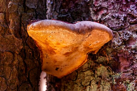 Mushroom pest destruction