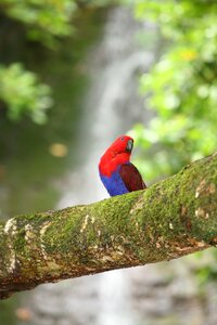 Birds exotic hawaii