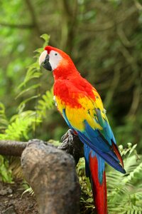 Hawaii macaw parrot
