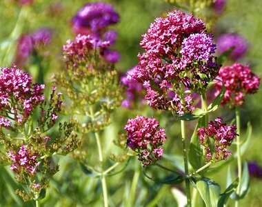 Petals purple nature