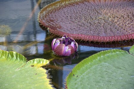 Plant lake flora