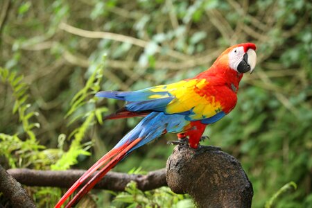 Hawaii macaw parrot photo
