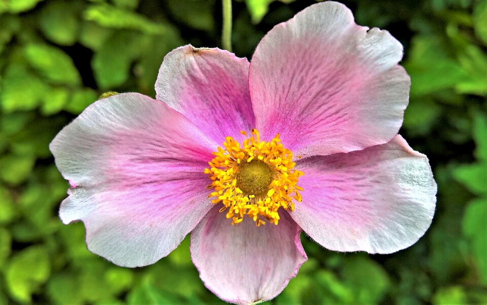 Flower garden single bloom pink white