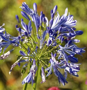 Petals blue nature
