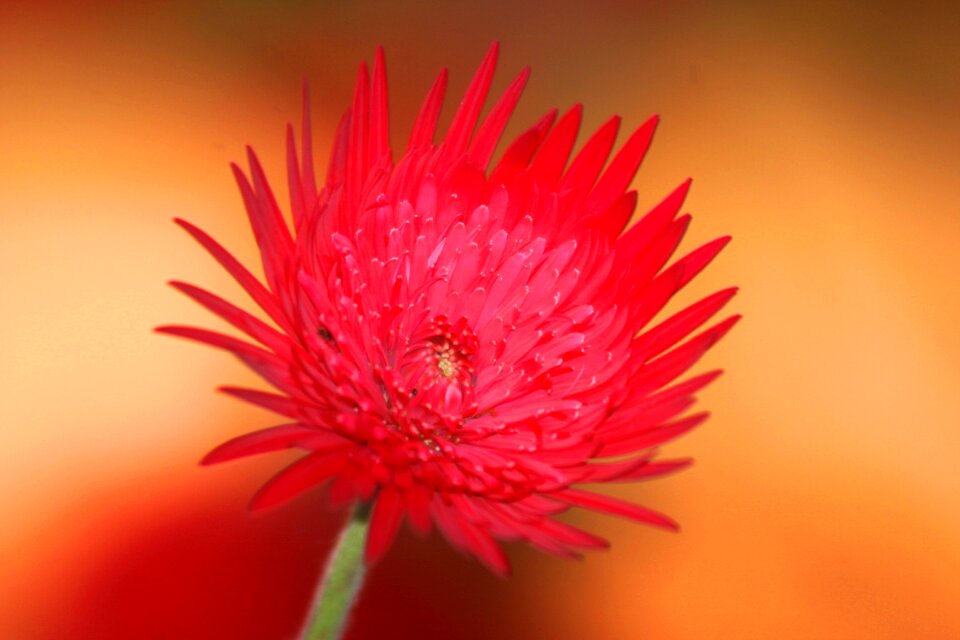 Exotic botanical nature