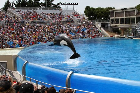 Orca nature animal
