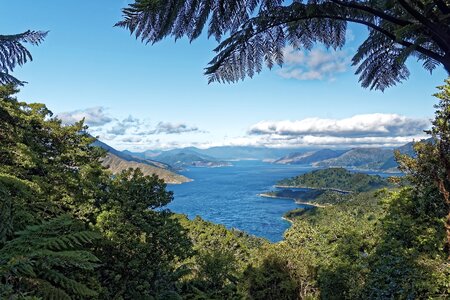 South island mountains trees
