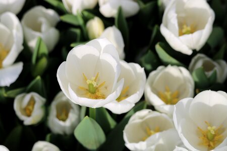 Garden tulip color photo
