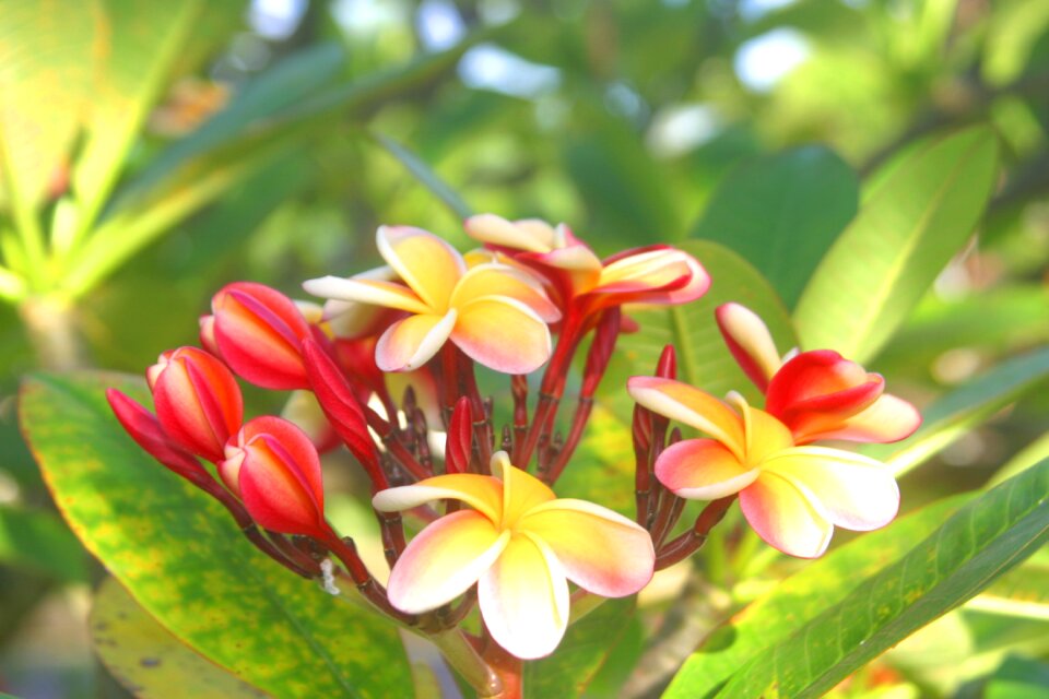 Exotic hawaii flora