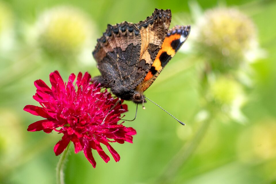 Macedonian widow flower knautia macedonica insect