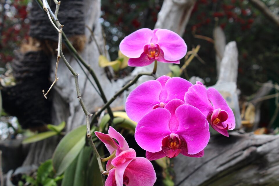 Flowers orchid pink