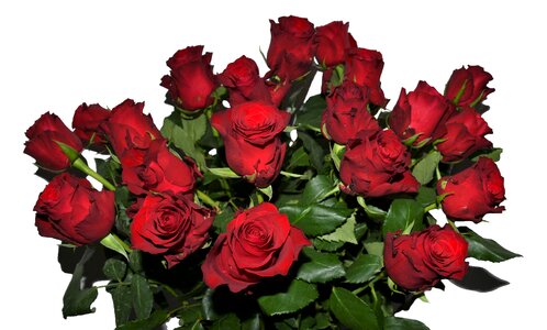 Bouquet love romantic valentine's day
