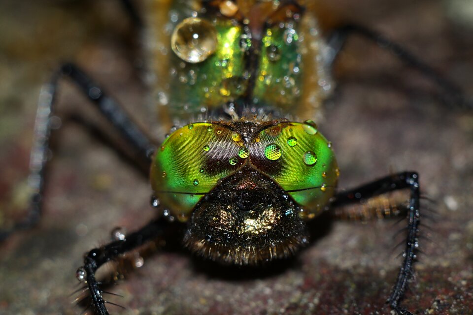 Macro dragonflies dragonfly greens