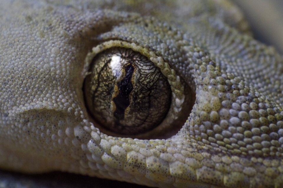 Nature reptile wildlife
