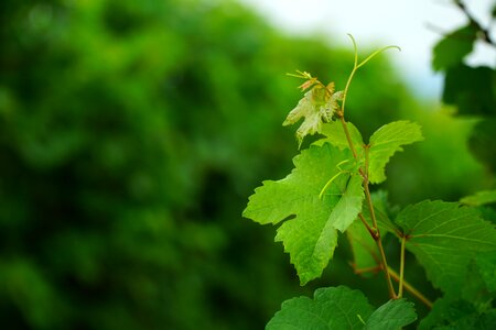 Winegrowing vine leaves grapevine