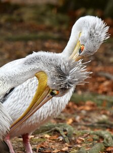 Nature beak animals photo