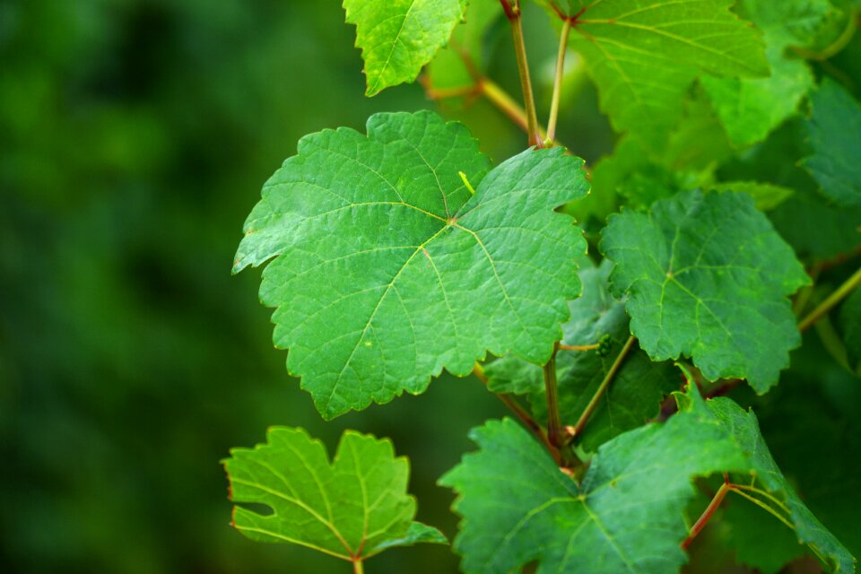 Winegrowing vine leaves grapevine
