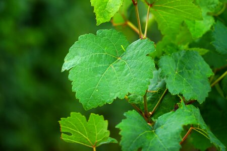 Winegrowing vine leaves grapevine