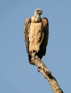 Vulture portrait nature photo