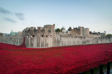 Poppies poppy armistice