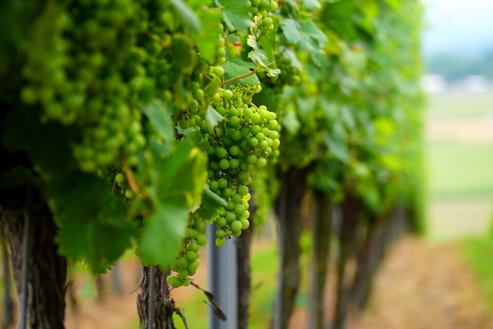 Winegrowing vine leaves grapevine