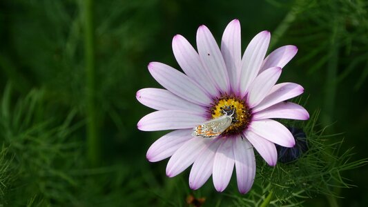 Flowers campaign nature Free photos