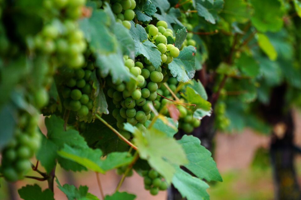 Winegrowing vine leaves grapevine