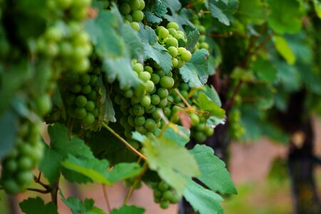Winegrowing vine leaves grapevine