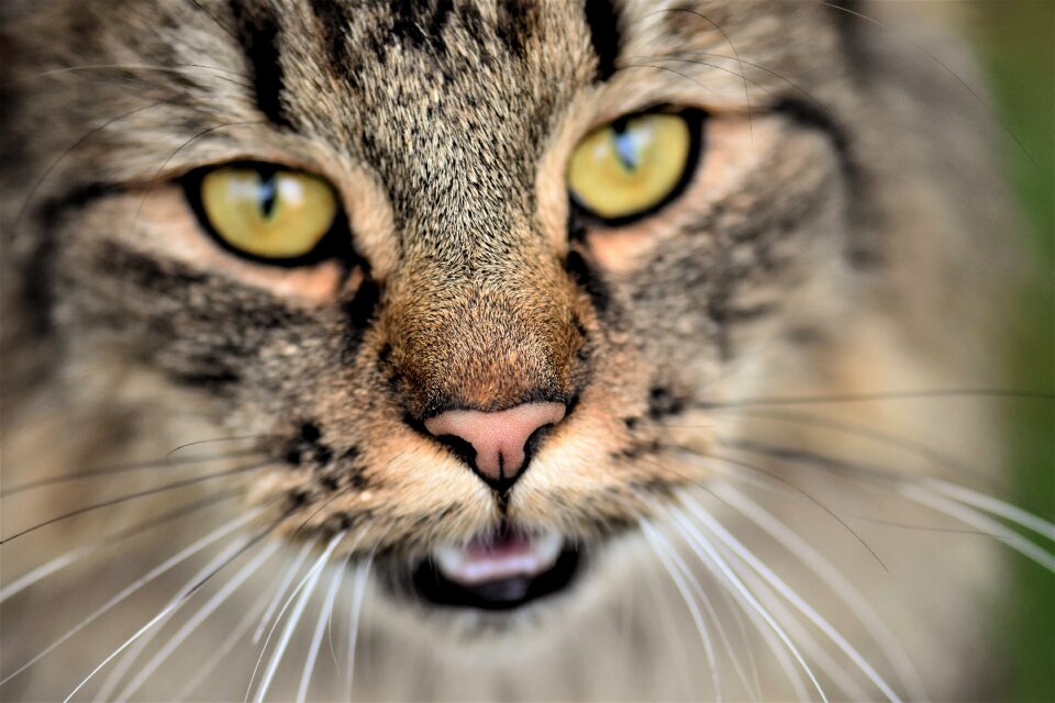 Mieze mackerel cat face