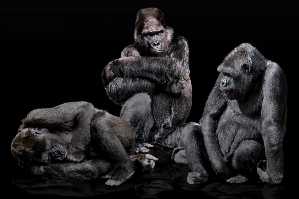 Gorilla gorilla family relaxation