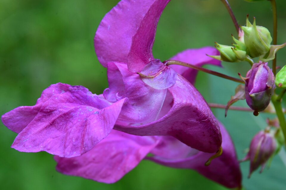 Climber plant nature blossom