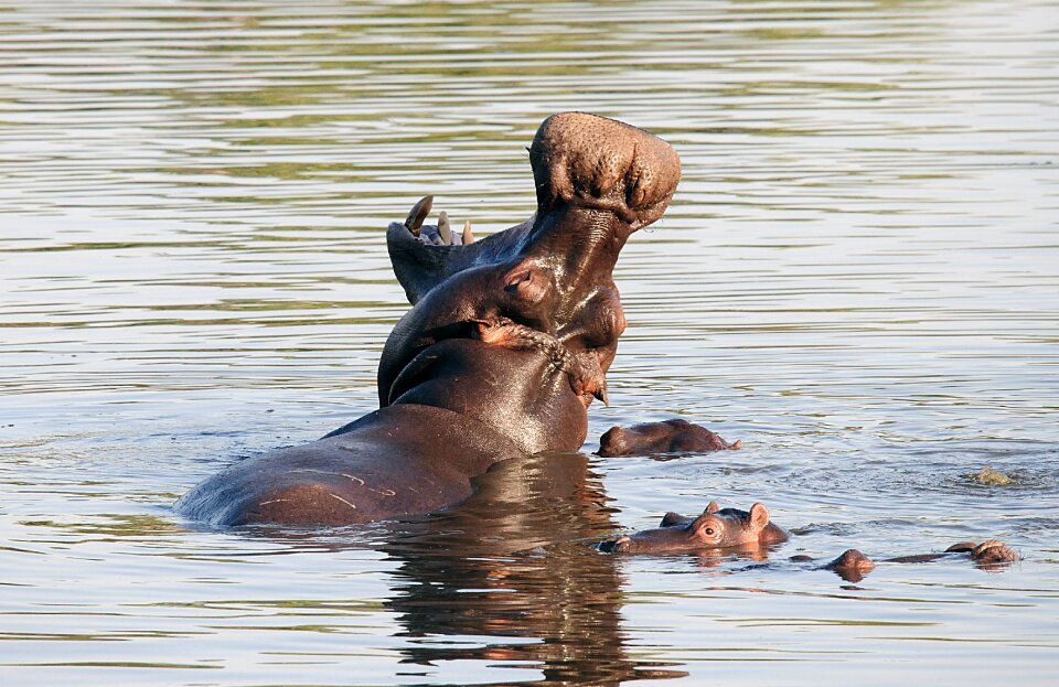 Mammals fauna kruger park