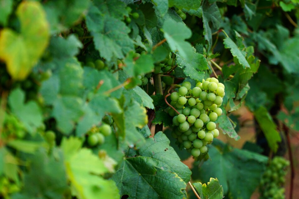 Winegrowing vine leaves grapevine