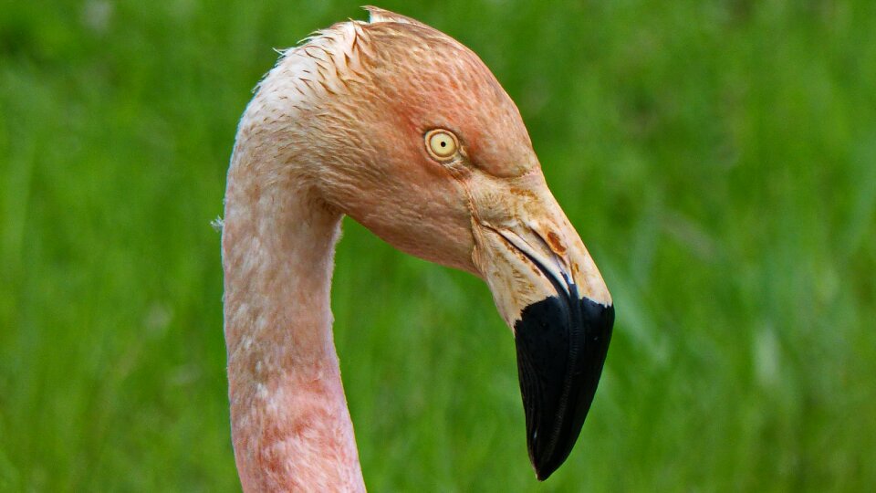 Nature flamingo animal world