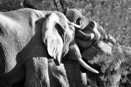 Nature pachyderm animals