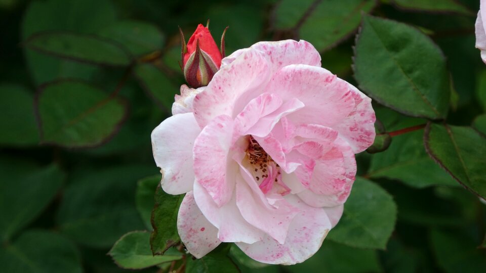 Pink perfume petals photo