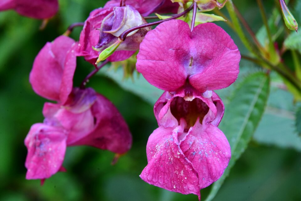 Climber plant nature blossom
