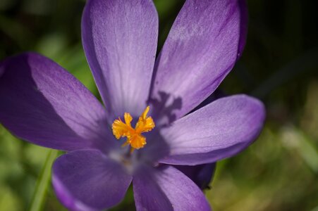 Macro close up violet photo