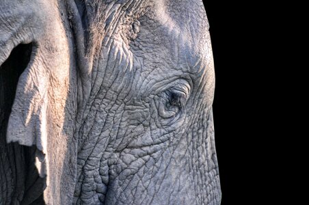 Nature pachyderm animals