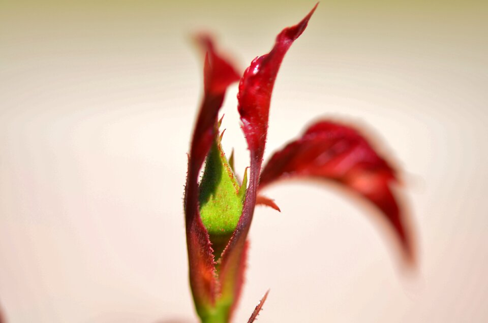 Floral leaf nature photo