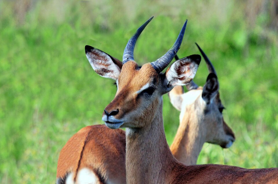 Africa mammals fauna