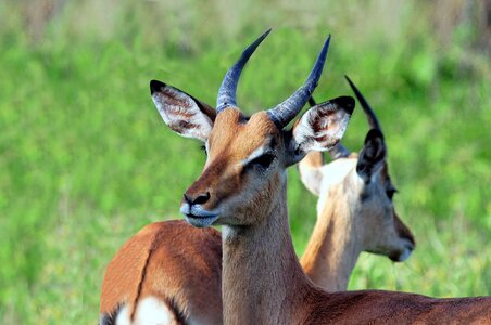 Africa mammals fauna
