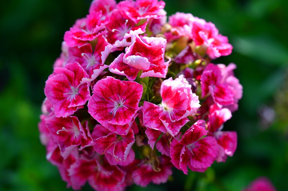 Close up garden flower photo