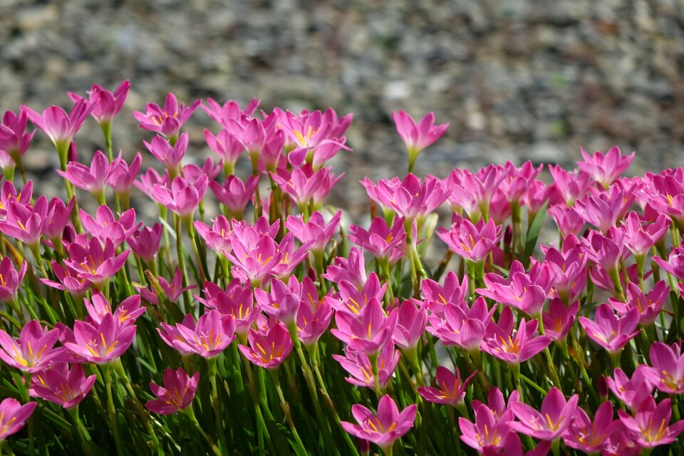 Pink nature plant