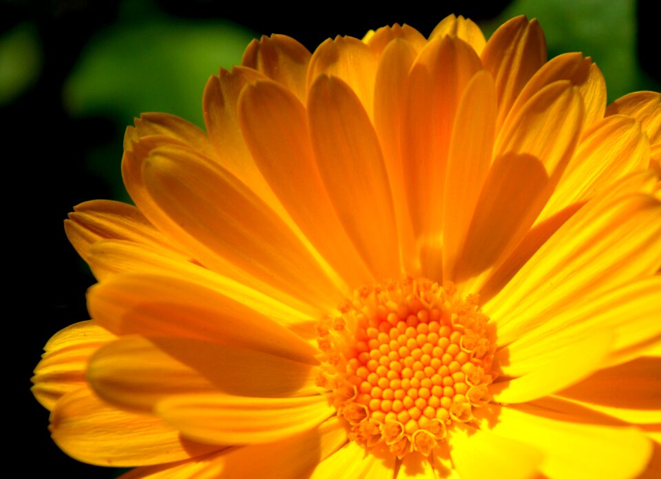 Yellow close up garden photo