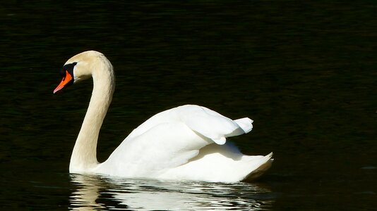 Lake nature feathers