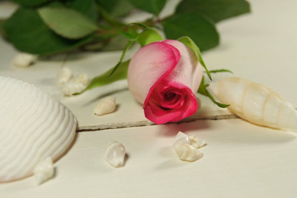 Pink nature decoration