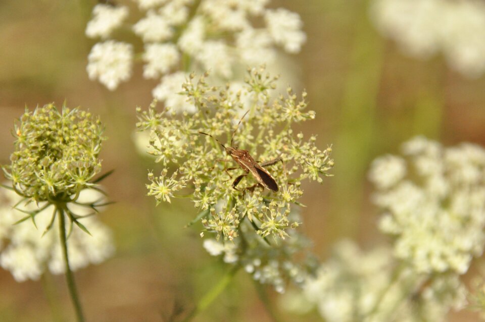 Insect flowers forage