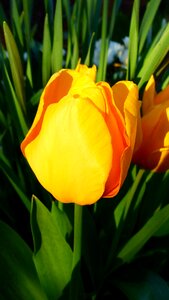 Plant garden botany