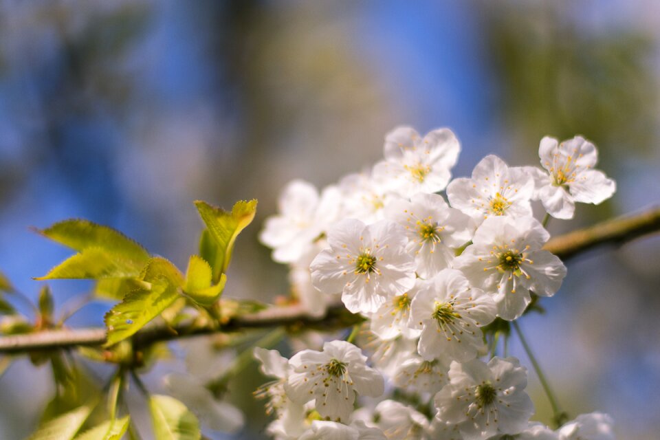 Plant tree branch photo